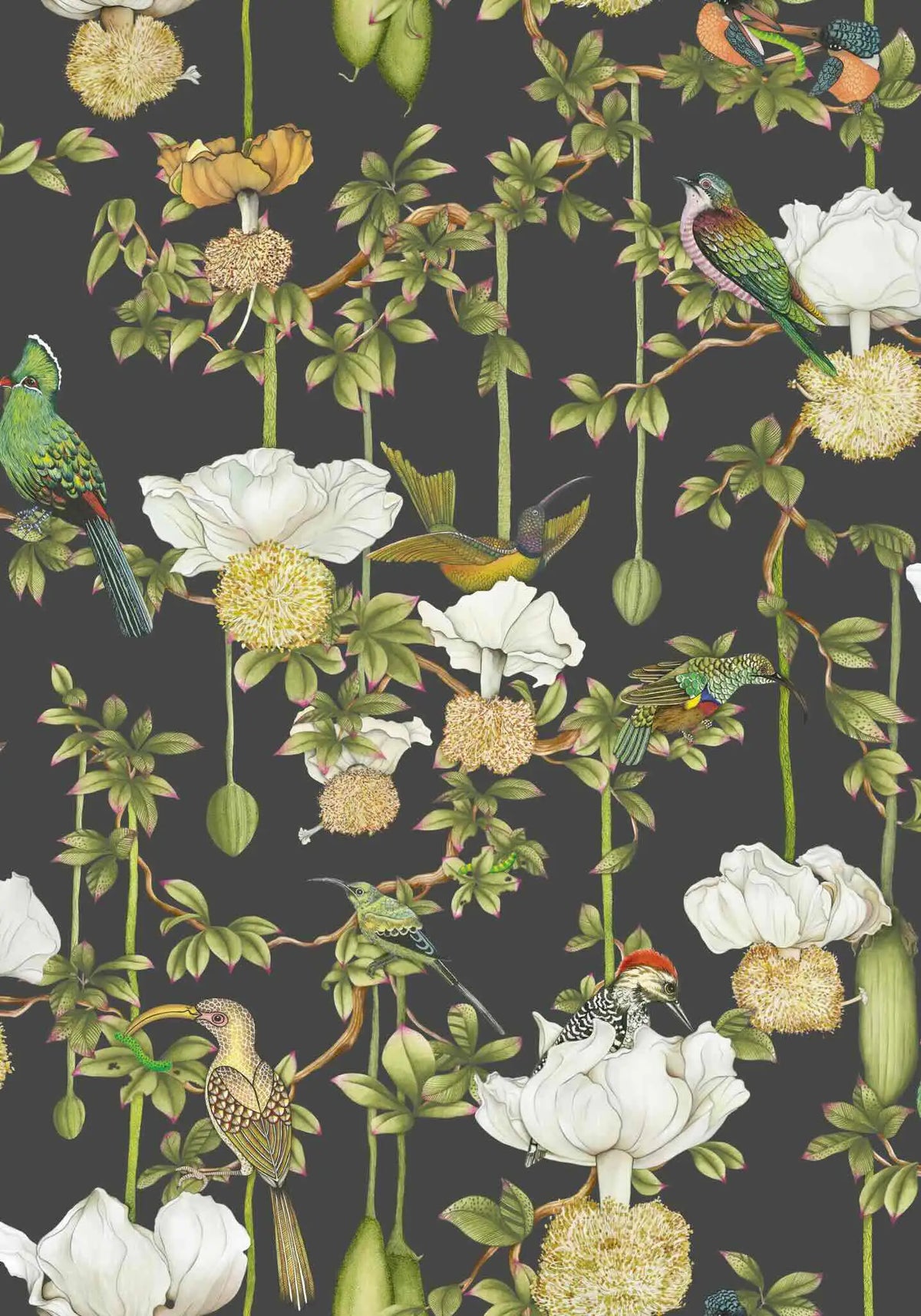 Baobab Botanica Wallpaper Ardmore Design
